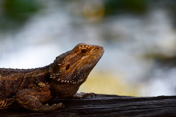 Bearded Dragon