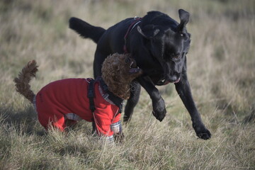 black labrador and red cockapoo playing in field