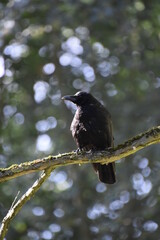 crow on a branch
