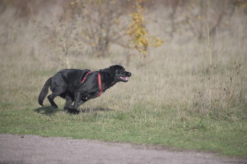 Black labrador running on grass