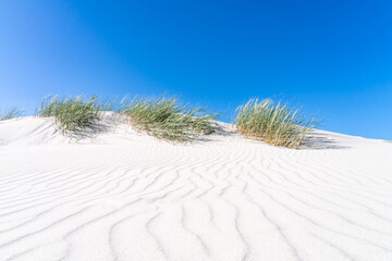 Dune beach with white sand and beach grass on a sunny day