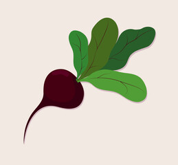 Vegetable red beetroot with green leaves on a light background. Flat style.