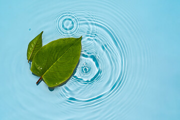 Naklejka na ściany i meble Green leaves on the surface of the water Spa concept background.
