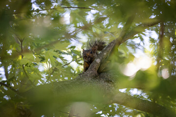 2022.08.05 CAMPUS BIRD & SQUIRREL