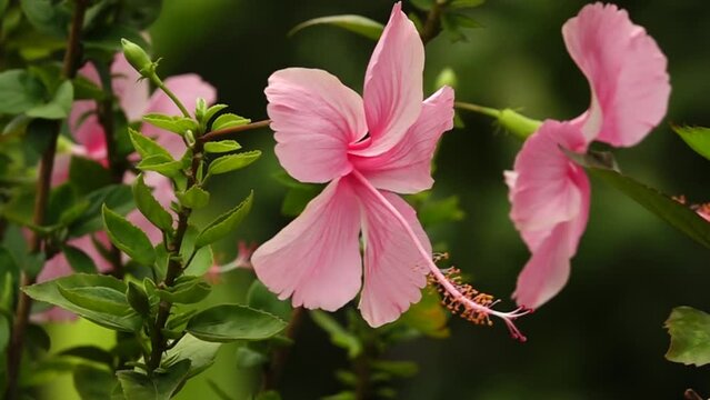 The flowers hibiscus  rosa in ultra slow motion at 500fps
