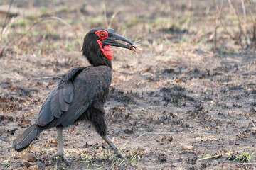 Southern ground-hornbill, Bucorvus leadbeateri walking with grasshopper in the beak, Maasai Mara National Reserve, Kenya, Africa
