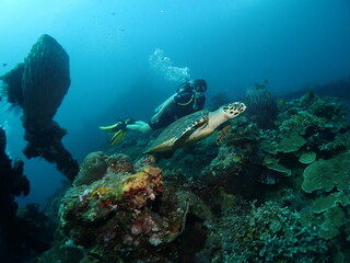 Fototapeta na wymiar Young woman diver with a sea turtle on the coral reef in Tulamben dive site, Bali, Indonesia