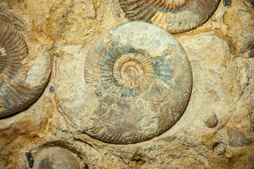 Fossils of the small Promicroceras and large Asteroceras ammonites found in Atlantic Ocean near the...