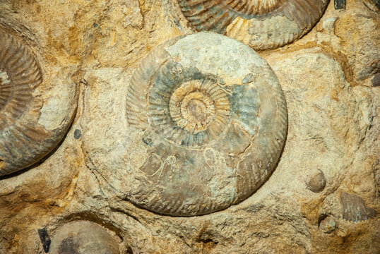 Fossils of the small Promicroceras and large Asteroceras ammonites found in Atlantic Ocean near the shores of Northern Ireland