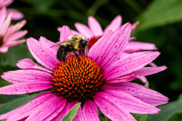 rain garden flower with bee collecting pollen