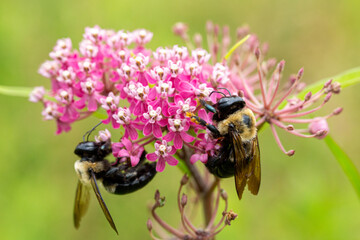 two large bees on pink flower