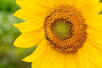 Obraz premium sunflower close up with honey bee collecting pollen