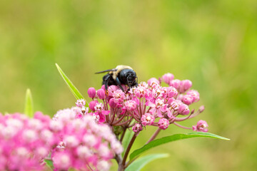 bee collecting pollen on pink flower
