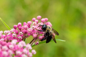 Large black and yellow bee on pink wild flower 