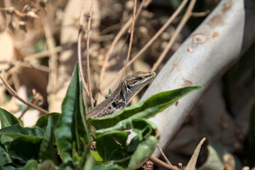 Gecko is peeking out from behind plant leaves