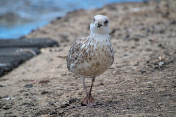 Seagull walking at a harbor