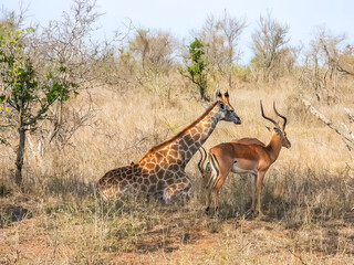 Giraffe  and impala resting in the savanna, in Kruger National Park, South Africa. 