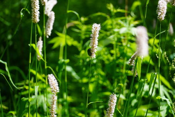 Green grass with white flowers and an insect on it
