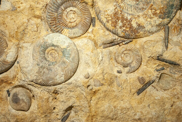 Fossils of the small Promicroceras and large Asteroceras ammonites found in Atlantic Ocean near the...
