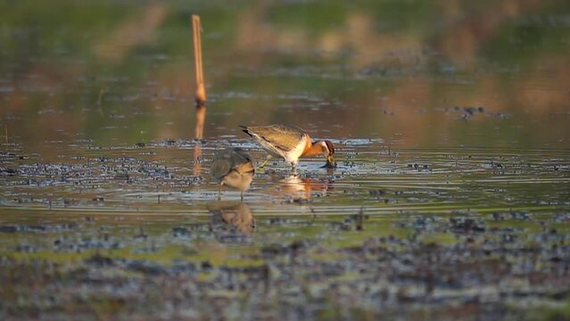 The bird Jacana in ultra slow motion at 500fps