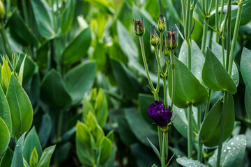 Obraz premium Doublini blue lisianthus plants growing in an outdoor garden space. Single bloom.