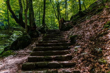 stairs in the woods