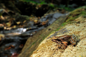 Greek stream frog // Griechischer Frosch (Rana graeca) - Peloponnese, Greece