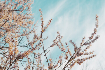 snow covered branches