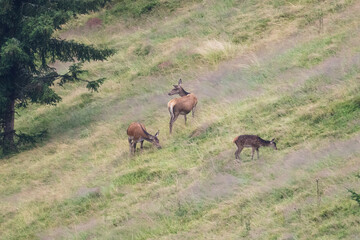 a red deer females, cervus elaphus, and his calfes grazing on a mountain meadow at a rainy summer day
