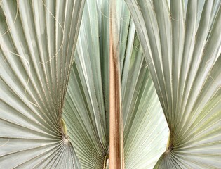 Close-up on Blue Palm tree, Bismarchia Nobilis 