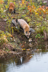 Amber Phase and Red Fox (Vulpes vulpes) Noses Down on Island Autumn