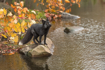Silver Fox (Vulpes vulpes) Stands on Rock Looking Up Autumn