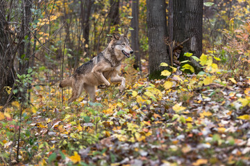 Grey Wolf (Canis lupus) Runs Through Forest Autumn