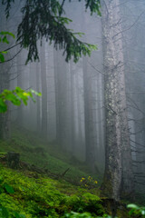 rainy and foggy morning in the spruce forest on the mountains