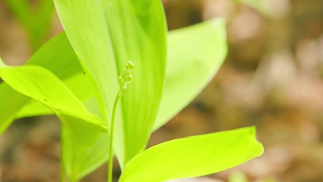 First leaves of the spring flowers of lilies of the valley in the forest. Close up.