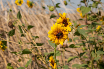 Sunflowers next to a dry field
