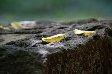 Obraz premium leaves on a gravestone