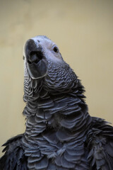 portrait of a parrot