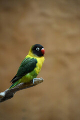 Yellow-collared