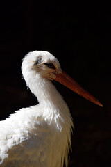 white pelican portrait