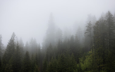 Green Trees in Foggy and Misty Rain Forest. Mullan Road Historical Park, Idaho, United States. Rainy Weather. Nature Background