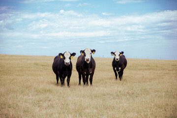 Cattle Livestock