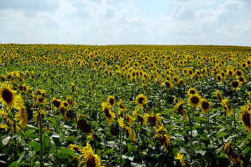 Rural landscape. Hot summer day in August. A field of sunflowers on a hill. Space and horizon. White clouds