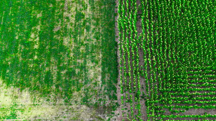Aerial view of the corn crop in the field, Germany
