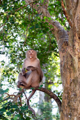 Macaque eating lotus nuts