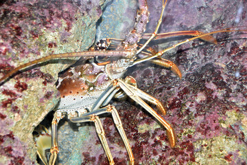 Crab on Rocks