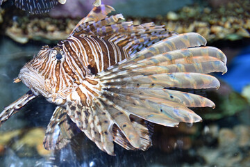 Lion Fish