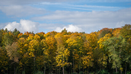 Wald gehüllt in Herbstfarben