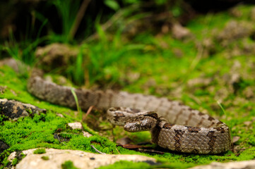 Europäische Katzennatter // European cat snake (Telescopus fallax) - Peloponnes, Griechenland