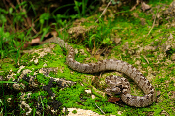 Europäische Katzennatter // European cat snake (Telescopus fallax) - Peloponnes, Griechenland